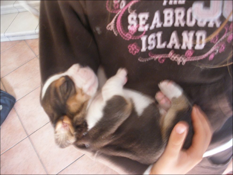cuccioli amelie-34